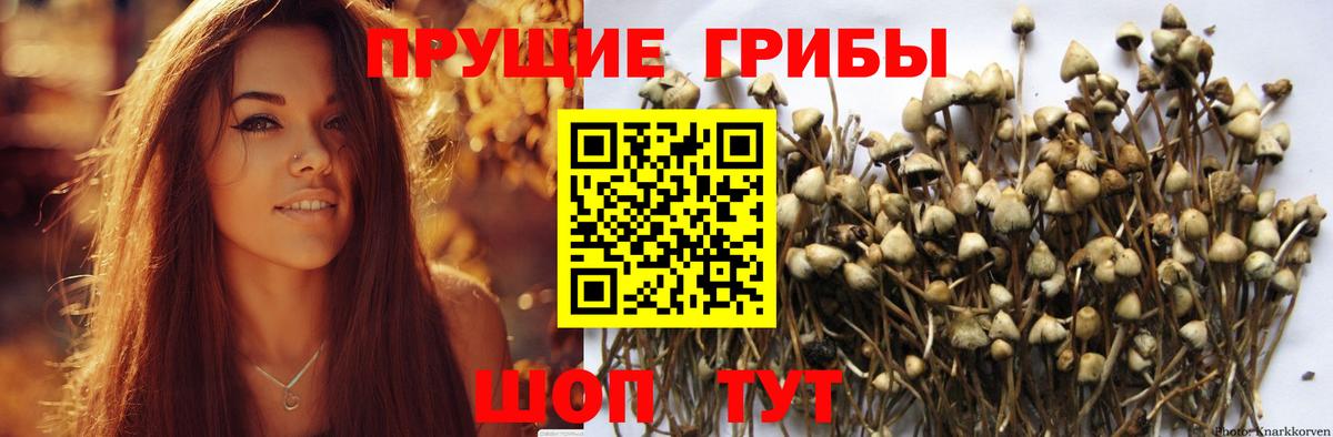 Богородицк  Псилоцибиновые грибы MAGIC MUSHROOMS  Вход с VPN 